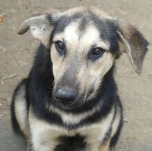 MANDY, Hund, Mischlingshund in Griechenland - Bild 25