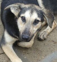 MANDY, Hund, Mischlingshund in Griechenland - Bild 26