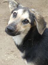 MANDY, Hund, Mischlingshund in Griechenland - Bild 27