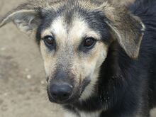 MANDY, Hund, Mischlingshund in Griechenland - Bild 29