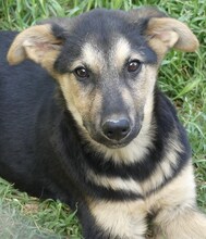 MANDY, Hund, Mischlingshund in Griechenland - Bild 31
