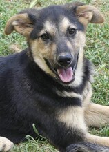 MANDY, Hund, Mischlingshund in Griechenland - Bild 34