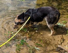 MANDY, Hund, Mischlingshund in Griechenland - Bild 4