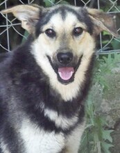 MANDY, Hund, Mischlingshund in Griechenland - Bild 7