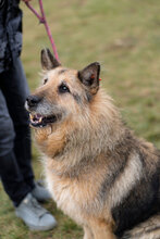UMBERTO, Hund, Mischlingshund in Bulgarien - Bild 3