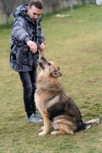 UMBERTO, Hund, Mischlingshund in Bulgarien - Bild 4