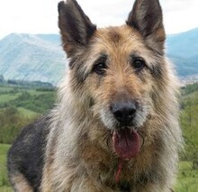 UMBERTO, Hund, Mischlingshund in Bulgarien - Bild 5