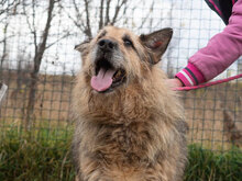 UMBERTO, Hund, Mischlingshund in Bulgarien - Bild 6