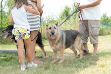 UMBERTO, Hund, Mischlingshund in Bulgarien - Bild 8