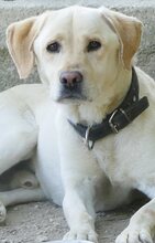 SAMMY, Hund, Mischlingshund in Griechenland - Bild 1