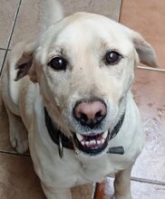 SAMMY, Hund, Mischlingshund in Griechenland - Bild 11