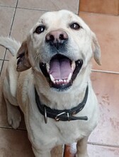 SAMMY, Hund, Mischlingshund in Griechenland - Bild 12