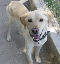SAMMY, Hund, Mischlingshund in Griechenland - Bild 2