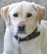 SAMMY, Hund, Mischlingshund in Griechenland - Bild 3