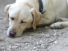 SAMMY, Hund, Mischlingshund in Griechenland - Bild 4