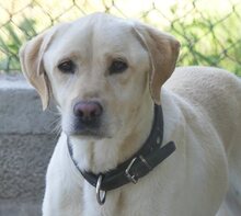 SAMMY, Hund, Mischlingshund in Griechenland - Bild 5