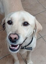 SAMMY, Hund, Mischlingshund in Griechenland - Bild 9