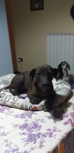BERENICE, Hund, Mischlingshund in Italien - Bild 3