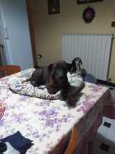 BERENICE, Hund, Mischlingshund in Italien - Bild 5
