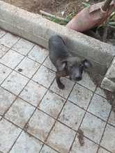 BERENICE, Hund, Mischlingshund in Italien - Bild 7