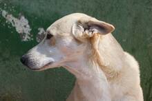 LUCRECIA, Hund, Podenco-Mix in Spanien - Bild 6