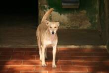 CARLA, Hund, Podenco-Mix in Spanien - Bild 15