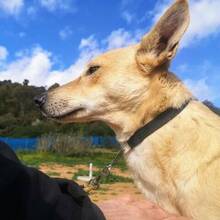 CARLA, Hund, Podenco-Mix in Spanien - Bild 18