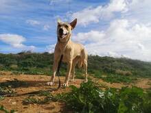 CARLA, Hund, Podenco-Mix in Spanien - Bild 19