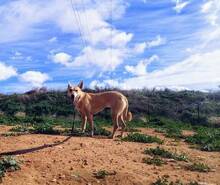 CARLA, Hund, Podenco-Mix in Spanien - Bild 20