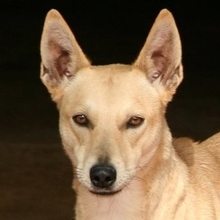 CARLA, Hund, Podenco-Mix in Spanien - Bild 21