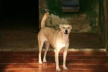 CARLA, Hund, Podenco-Mix in Spanien - Bild 22