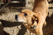 KIMO, Hund, Golden Retriever-Mix in Spanien - Bild 2