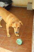 KIMO, Hund, Golden Retriever-Mix in Spanien - Bild 5