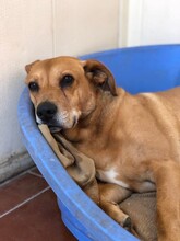 KIMO, Hund, Golden Retriever-Mix in Spanien - Bild 6