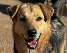 FLINN, Hund, Mischlingshund in Kroatien - Bild 1