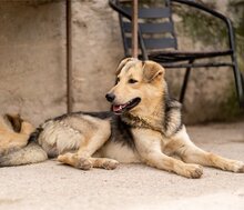 FLINN, Hund, Mischlingshund in Kroatien - Bild 11