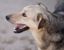 FLINN, Hund, Mischlingshund in Kroatien - Bild 12