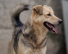 FLINN, Hund, Mischlingshund in Kroatien - Bild 14