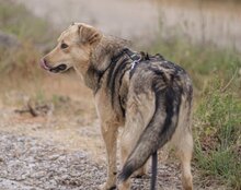 FLINN, Hund, Mischlingshund in Kroatien - Bild 19