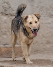 FLINN, Hund, Mischlingshund in Kroatien - Bild 2