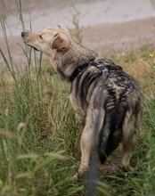 FLINN, Hund, Mischlingshund in Kroatien - Bild 20