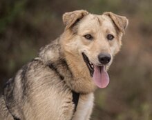FLINN, Hund, Mischlingshund in Kroatien - Bild 21