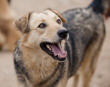 FLINN, Hund, Mischlingshund in Kroatien - Bild 23