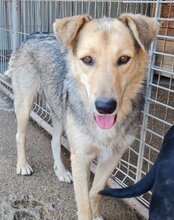 FLINN, Hund, Mischlingshund in Kroatien - Bild 24