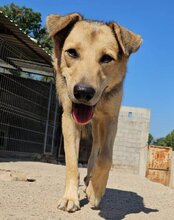 FLINN, Hund, Mischlingshund in Kroatien - Bild 25