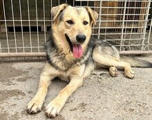 FLINN, Hund, Mischlingshund in Kroatien - Bild 4