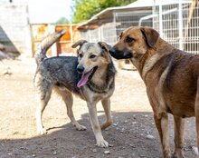 FLINN, Hund, Mischlingshund in Kroatien - Bild 7