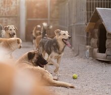 FLINN, Hund, Mischlingshund in Kroatien - Bild 9