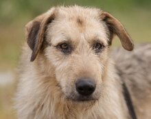 AYNAS, Hund, Mischlingshund in Kroatien - Bild 1