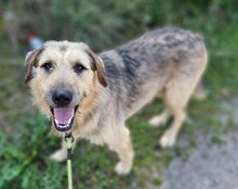 AYNAS, Hund, Mischlingshund in Kroatien - Bild 10